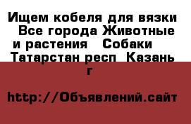 Ищем кобеля для вязки - Все города Животные и растения » Собаки   . Татарстан респ.,Казань г.
